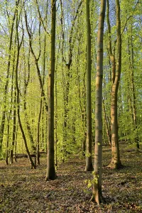 Uninhabited Forest Drucke: Tree trunks, deciduous forest in spring