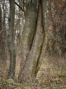 Forest Scenery Photos Drucke: Tree trunks in the forest