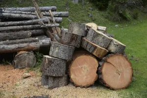 Timber Industry Landscape Drucke: Tree trunks, tree trunk, trunks