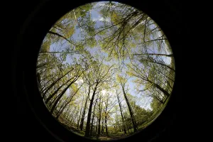 Backlit Deciduous Trees Drucke: Trees