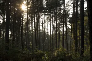 Coniferous Tree Trunk Drucke: Trees in backlight