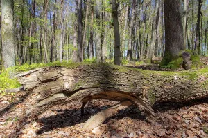 Deciduous Trees In Spring Drucke: Trees of a beech forest during spring time