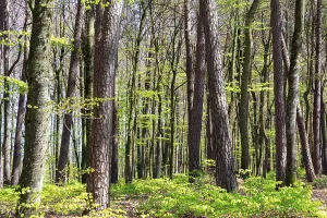 Beautiful Deciduous Forests Drucke: Trees of a beech forest during spring time