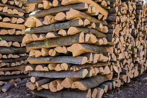Empty Woods Europe Drucke: Trees in a forest were cut down during timber work