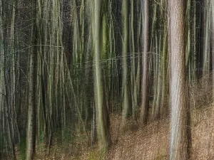 Mixed Forest Drucke: Trees, forest, mixed forest, tree trunks