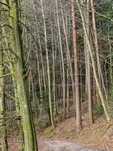 Mixed Forest Drucke: Trees, forest, mixed forest, tree trunks