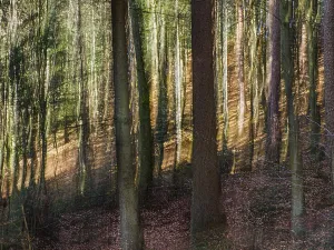 Mixed Forest Drucke: Trees, forest, mixed forest, tree trunks