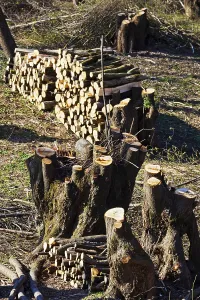 Austrian Landscape Drucke: Many trees in a forest have been pruned