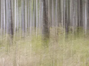 Styria Countryside Scenery Drucke: Trees in the forest, pull-along effect