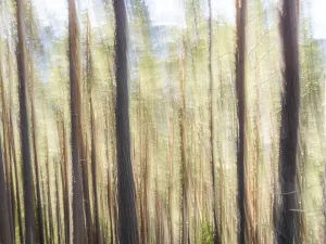 Europe Outdoor Photography Drucke: Trees in the forest, pull-along effect