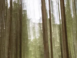 Motion Blur In Nature Photography Drucke: Trees in the forest, pull-along effect