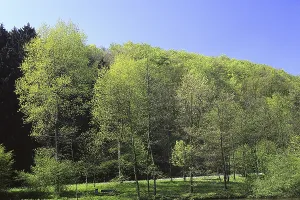 Deciduous Tree In Spring Drucke: Trees in spring, deciduous forest