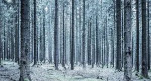Daytime Forest Photography Drucke: Trees in the Thuringian Forest, Thuringia, Germany