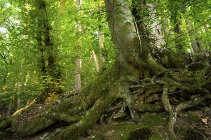 Deciduous Tree Roots Drucke: Trunk and root system of a Beech in a mixed forest