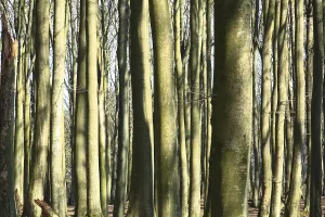 Deserted Forest Photography Drucke: Trunks in a forest of beech trees