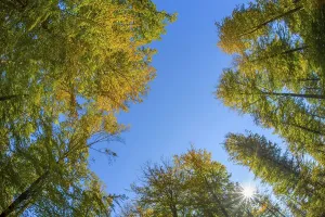 Beech Forest Autumn Drucke: View from Beech Forest Against the Sky in Fall