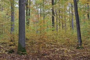 Deciduous Forest View Drucke: View into the deciduous forest