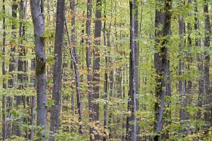 Deciduous Forest View Drucke: View into the deciduous forest