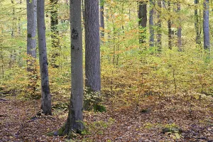 Deciduous Forest View Drucke: View into the deciduous forest