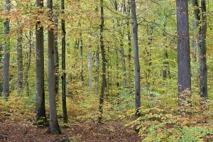 Deciduous Forest View Drucke: View into the deciduous forest