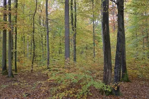 Deciduous Forest View Drucke: View into the deciduous forest