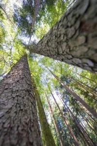 Blick von unten auf beeindruckende Baumstämme im Wald.