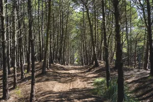Nature Photography Landscapes Drucke: View of a path under the trees inside a forest