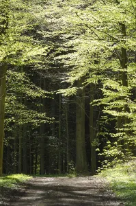 Danish Countryside Scenery Drucke: Walking path in a beech forest in spring
