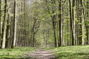 Spring In Europe Drucke: Walking path in a beech forest in spring, Denmark
