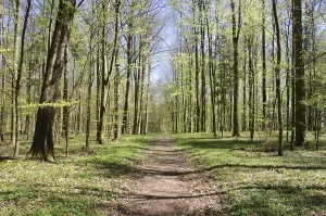 Springtime Nature Drucke: Walking path in a beech forest in spring, Denmark