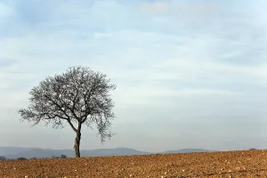Deciduous Tree Winter Drucke: Walnut tree