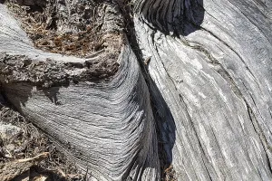 Great Basin Bristlecone Pine Drucke: Weathered silver-grey tree bark with structures
