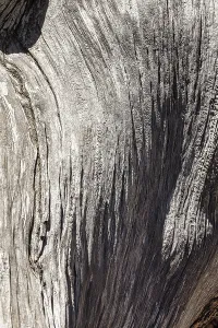 Great Basin Bristlecone Pine Drucke: Weathered silver-grey tree bark with structures