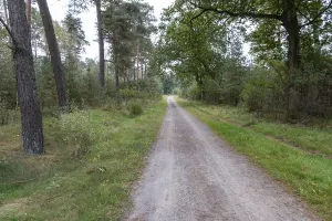 Coniferous Tree Landscapes Drucke: Wide path through sparse pine forest