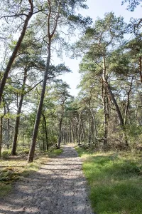 Empty Pine Forest Scene Drucke: Wide sandy path in sparse pine forest
