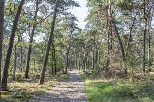 Deserted Pine Forest Drucke: Wide sandy path in sparse pine forest