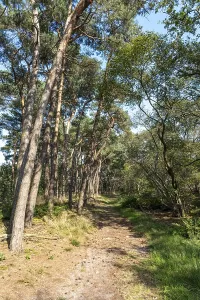 Pinales Landscape Photo Drucke: Wide sandy path in sparse pine forest
