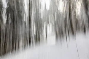 Blurred Motion Winter Scene Drucke: Winter forest, blur effect, pull-along effect