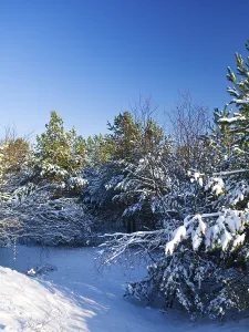Snow Capped Tree Photography Drucke: Winter pine
