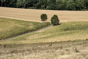 Drought In Germany Drucke: Withered maize fields, fields, meadows
