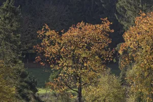 North Rhine Westphalia Fall Colors Drucke: Cherry tree in October, Holperdorp