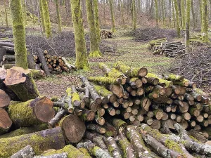 Forest Management Drucke: Forest management, Forestry work