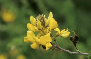 Faboideae Family Drucke: Gorse