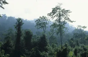 Urwald auf Java