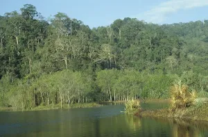 Primeval Forest Drucke: Primeval forest on Java