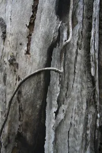 Tree Bark Patterns Drucke: Tree bark