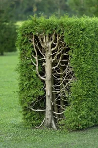 German Coniferous Trees Drucke: Arborvitae, thujas (Thuja), rectangular hedge