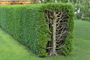 German Coniferous Trees Drucke: Arborvitae, thujas (Thuja), rectangular hedge