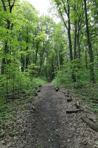 Canadian Countryside Landscape Drucke: Forest path in a spring forest