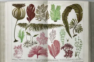 Aquatic Plant Species Drucke: Different types of algae, brown algae (Phaeophyceae)
